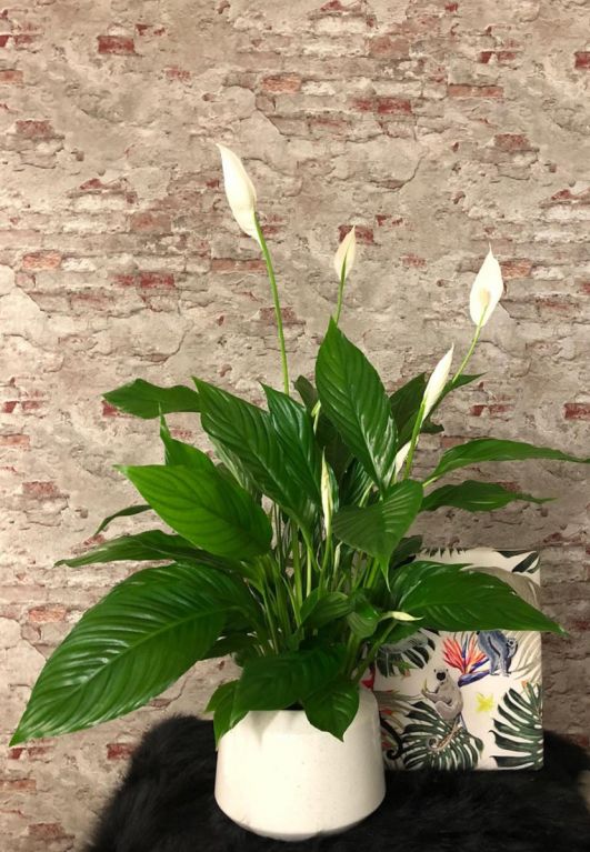 Spathiphyllum lepelplant kamerplant