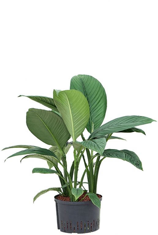 Spathiphyllum sensation hydrocultuur