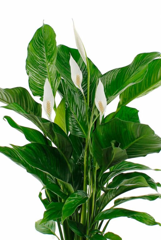 maat een vergoeding Huisdieren Spathiphyllum Bingo | Lepelplant 80cm kopen?- 123planten.nl