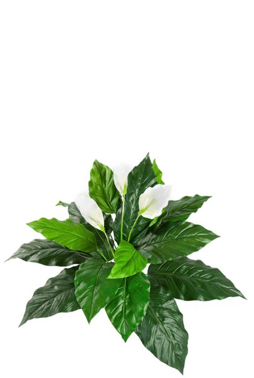 Spathiphyllum zijdeplant