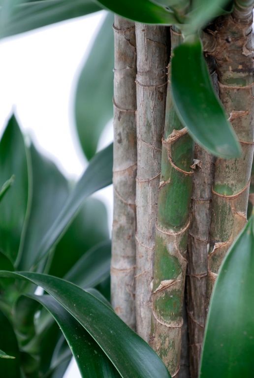 Stammen van de Dracaena Reflexa 