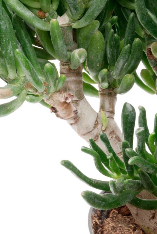 Crassula Hobbit