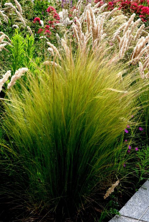 Stipa tenuissima ponytails p9