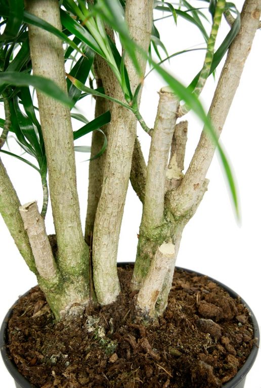 Stoere stam dracaena plant