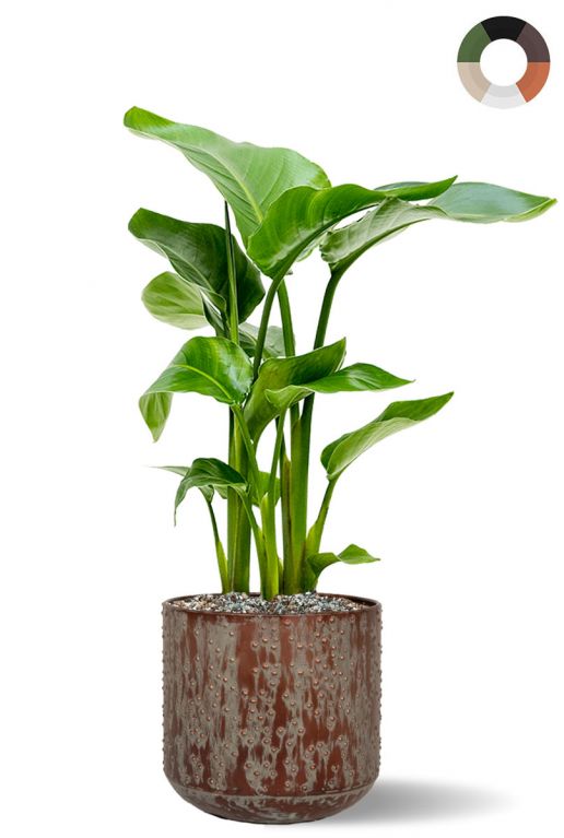 Strelitzia in bruine pot 1