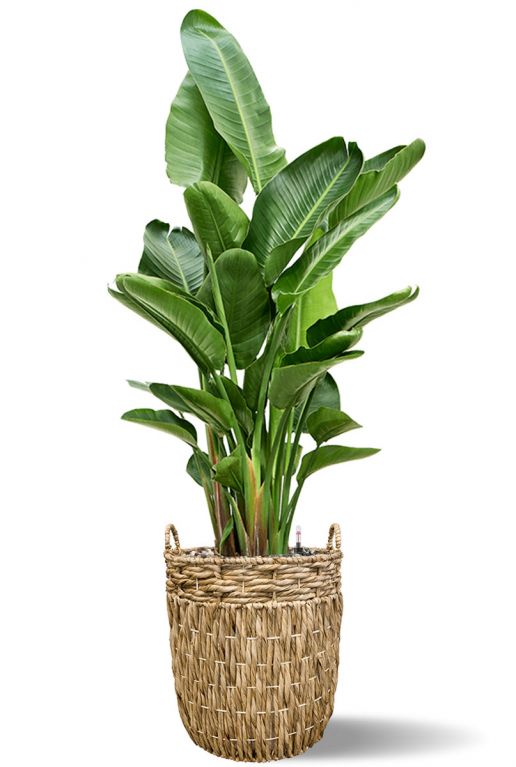 Strelitzia in grote mand