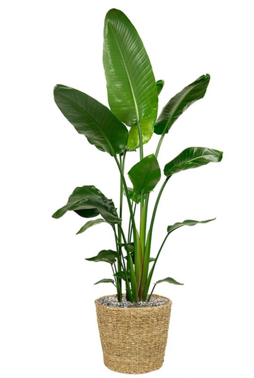 Strelitzia in mand 2