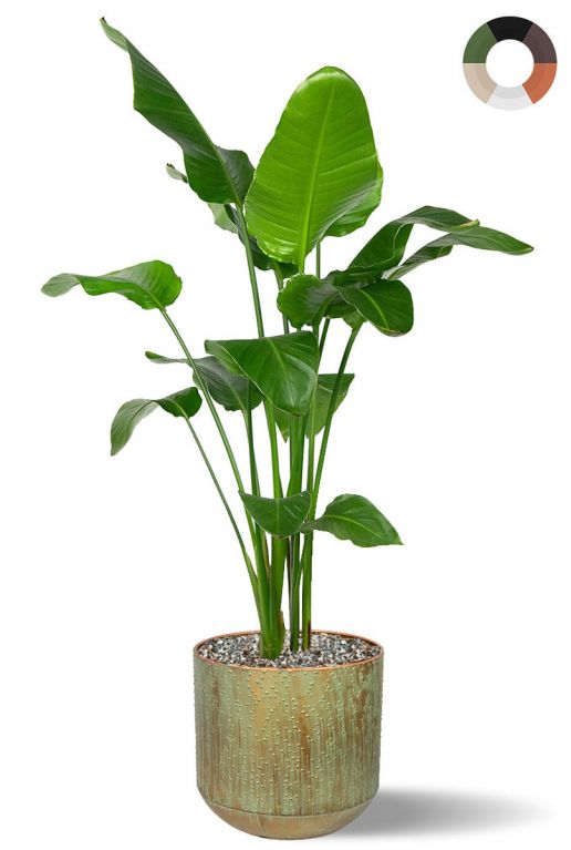 Strelitzia in mooie pot 2