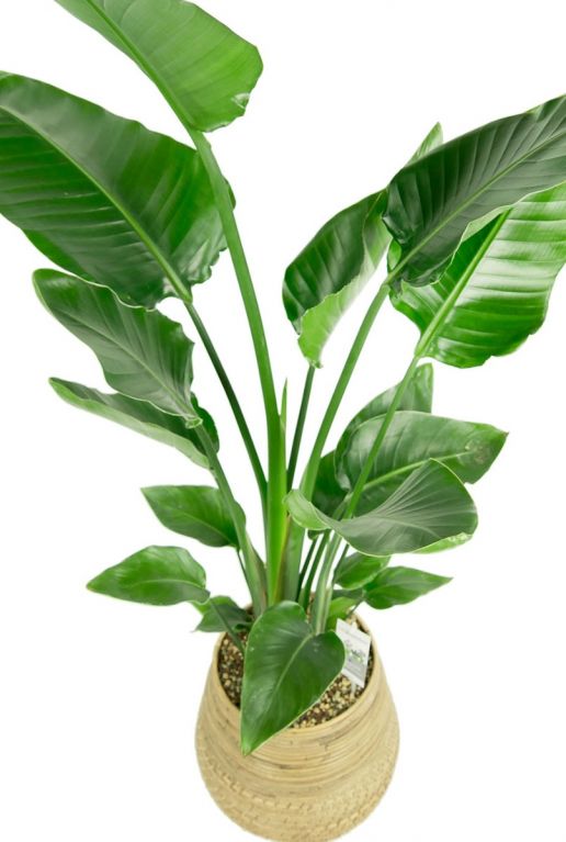Strelitzia plant in pot 1 1