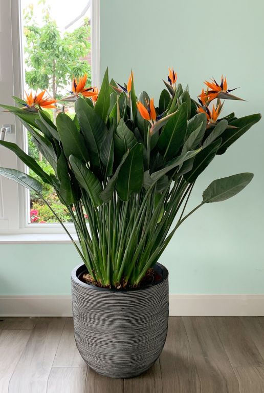 Strelitzia reginae bloemen plant