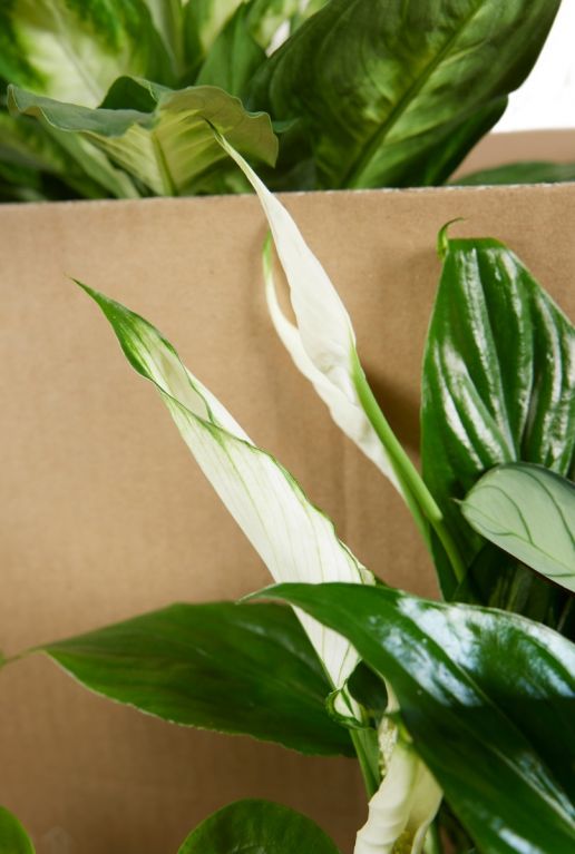Surprise box 12st sfeer 2