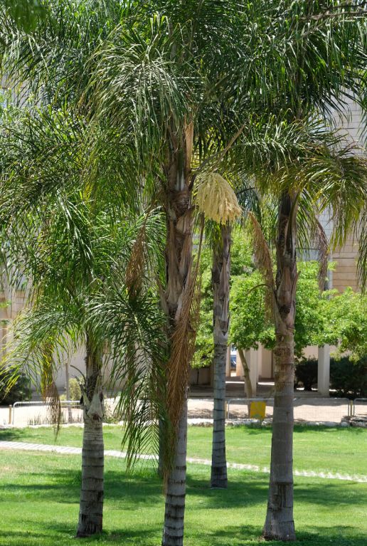 Syagrus romanzoffiana santa catarina tuinplant p20