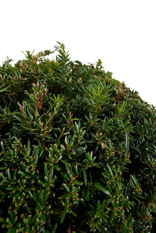 Taxus collection ball p33 blad