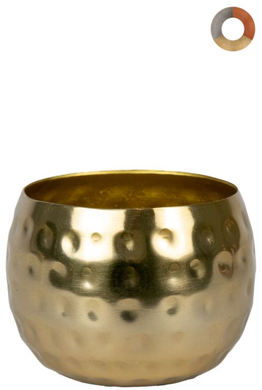 Ter-steege-kody-goud-7cm 1