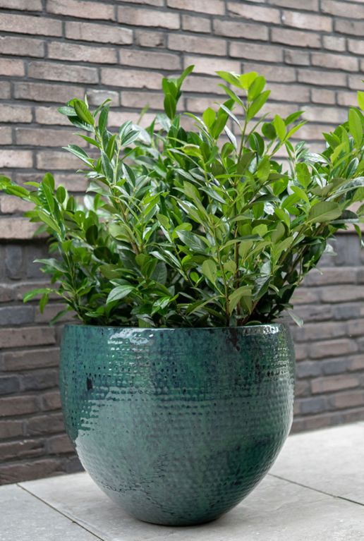 Thom ocean pot