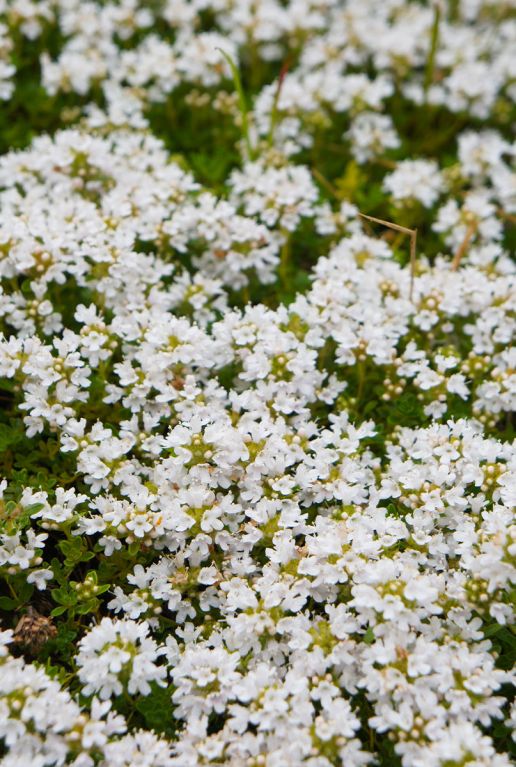 Thymus praecox albiflorus tuinplant