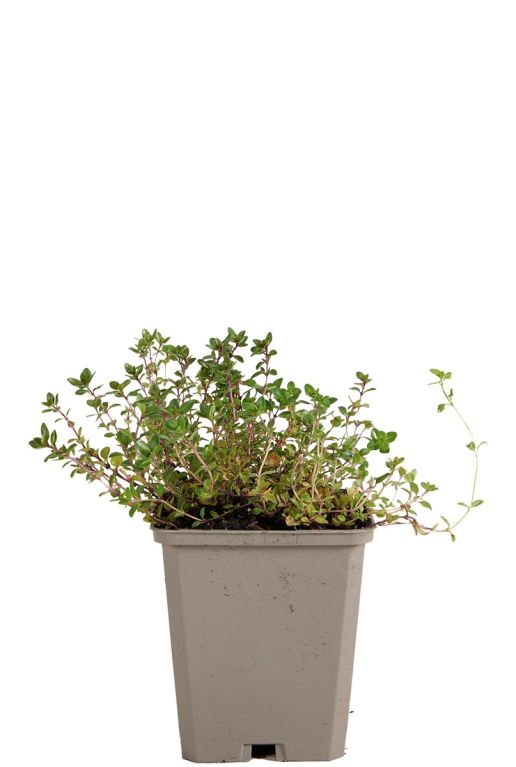 Thymus serpyllum pot9