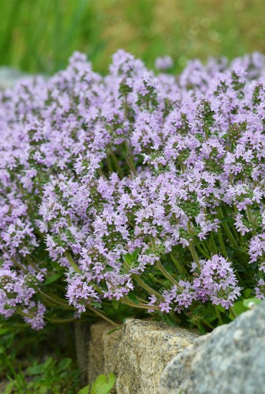 Thymus serpyllum tuinplant