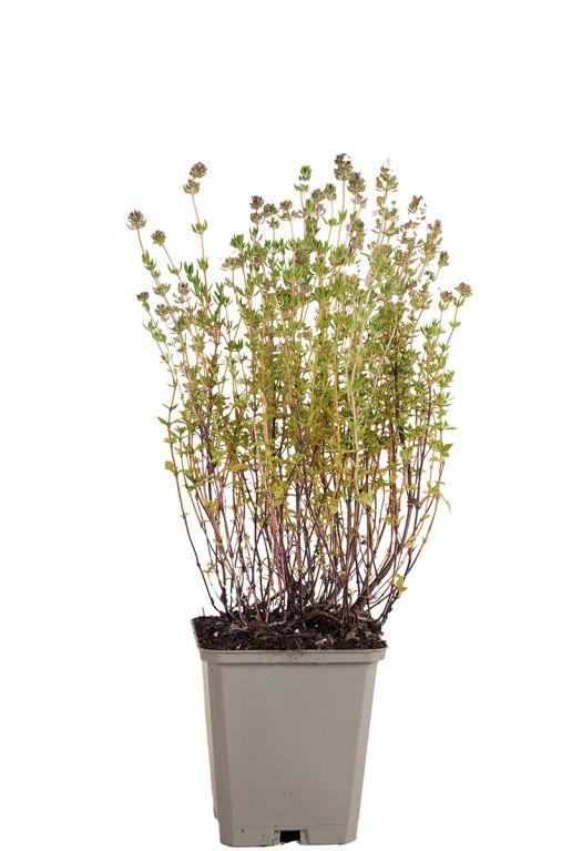 Thymus vulgaris pot9