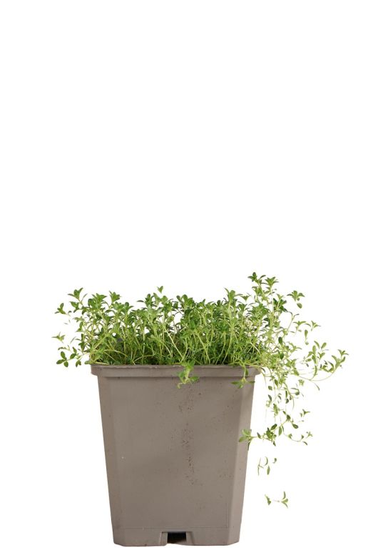 Thymuspraecox albiflorus pot9
