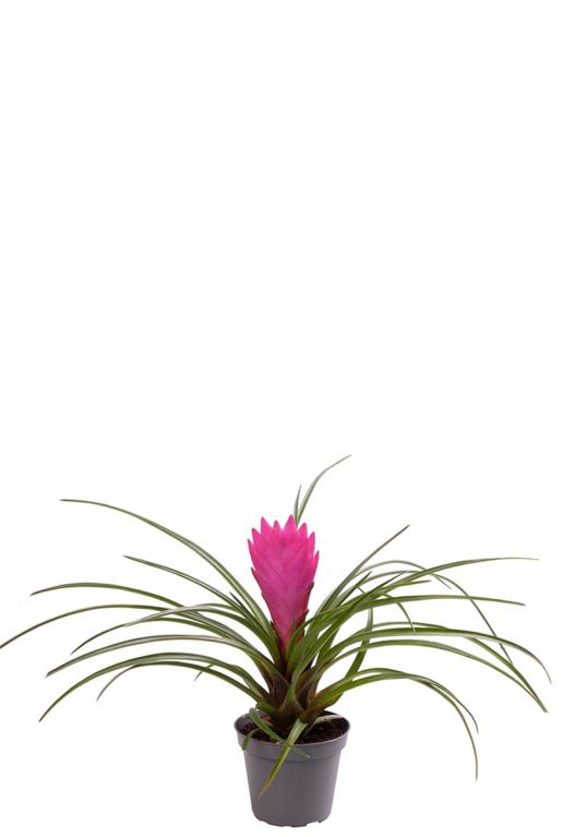 Tillandsia cyanea