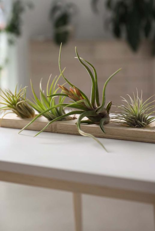 Tillandsia mix airplant 10cm 1