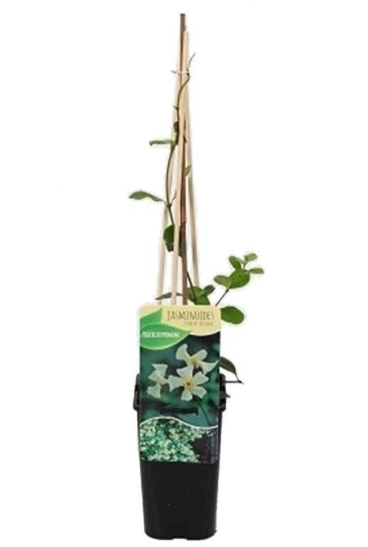 Trachelospermum jasminoides star of toscane p14