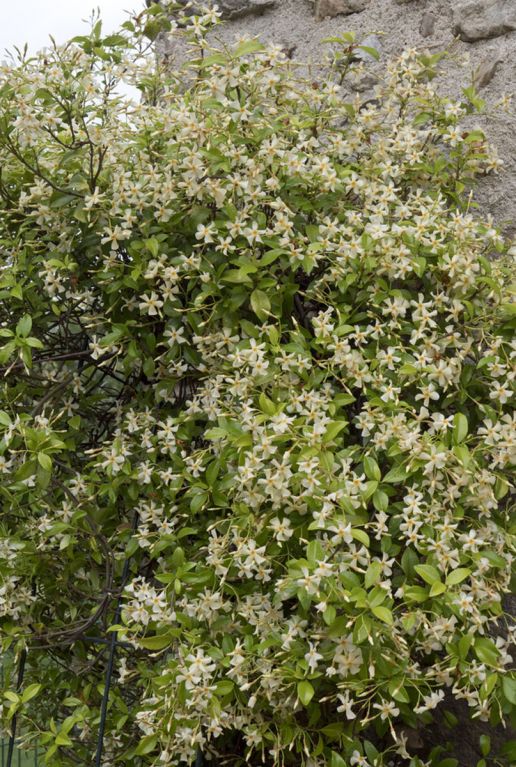 Trachelospermum jasminoides star of toscane tuinplant