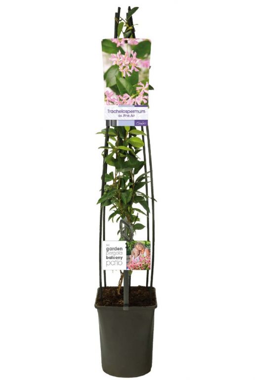 Trachelospermum pink air p23