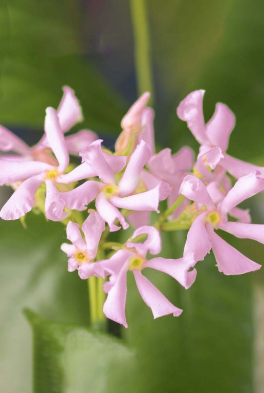 Trachelospermum pink air tuinplant