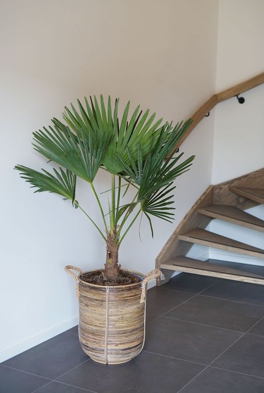 Trachycarpus fortunei