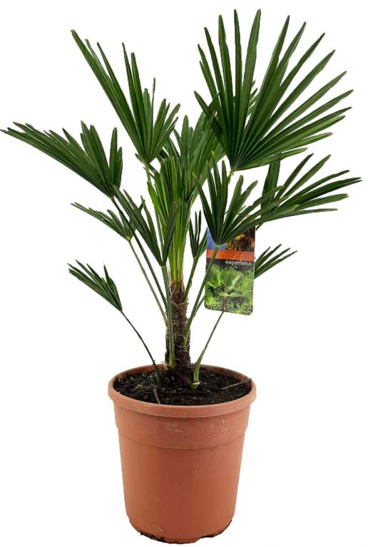 Trachycarpus fortunei p24