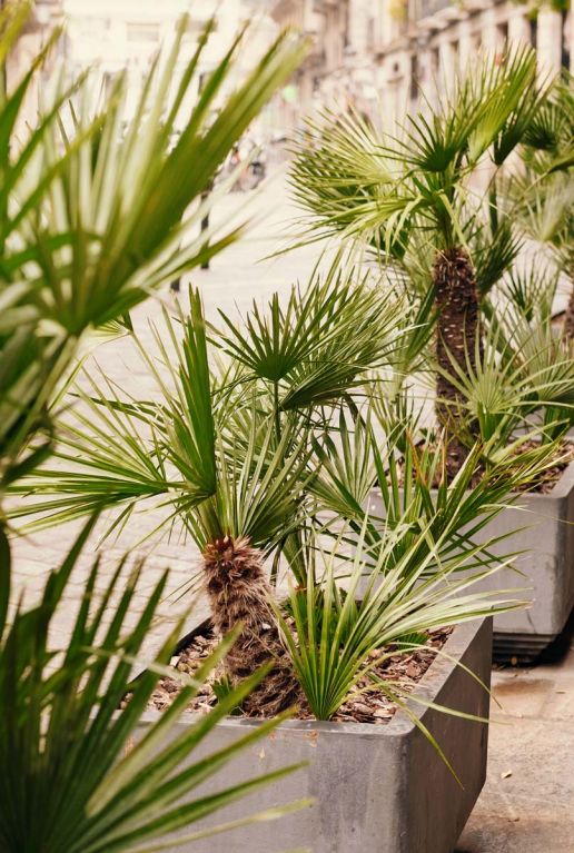Trachycarpus fortunei tuinplant 6777 1