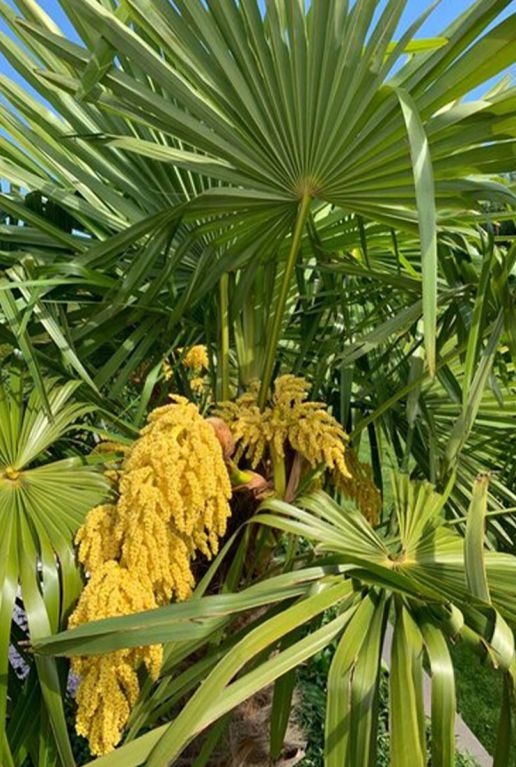 Trachycarpus fortunei tuinplant p40 1