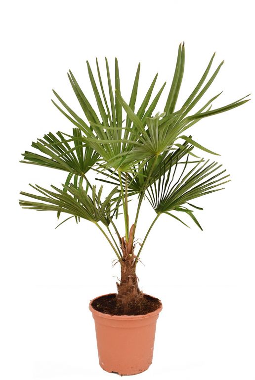 Trachycarpus fortunei tuinplant palm