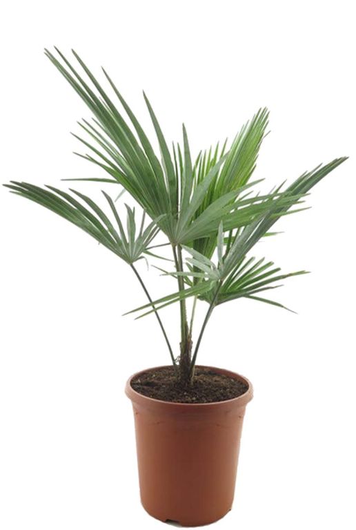Trachycarpus princeps new form p26