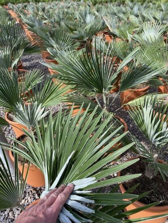 Trachycarpus princeps p26 tuinplanten