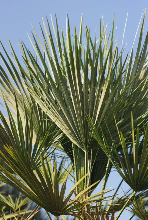 Trachycarpus sp nova tuinplant p30