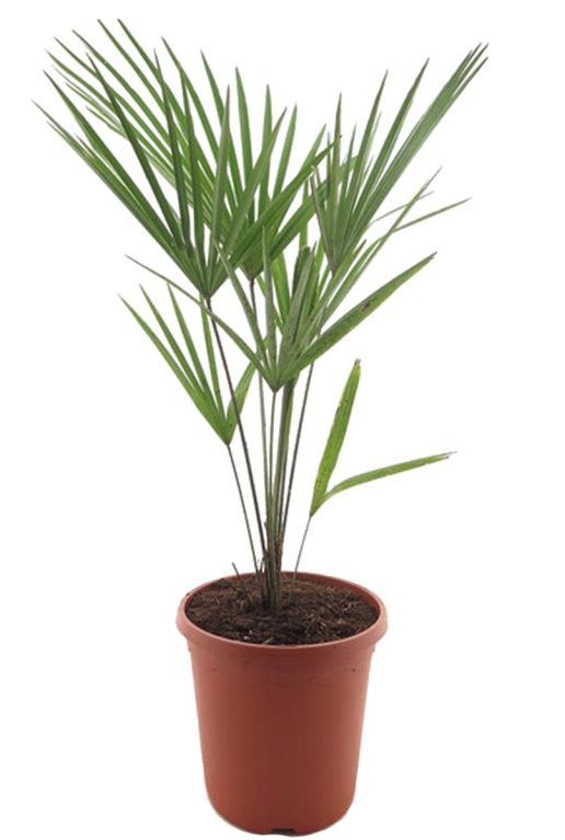Trachycarpus takil p26