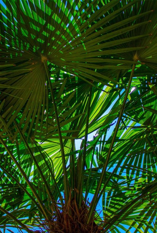 Trachycarpus takil tuinplant p26