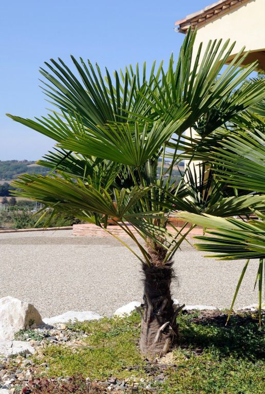 Trachycarpus wagnerianus frosty p26 tuinplant