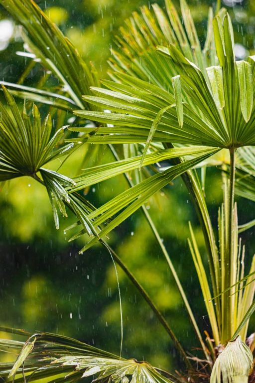 Trachycarpus wagnerianus frosty palm tuinplant
