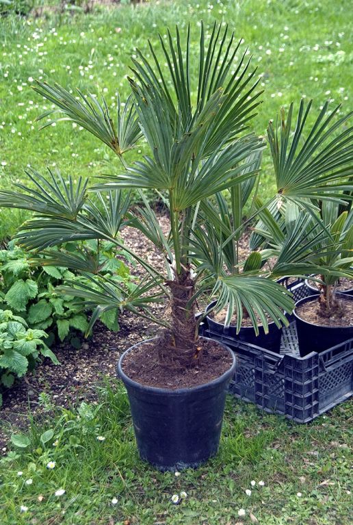 Trachycarpus wagnerianus frosty tuinplant p 23