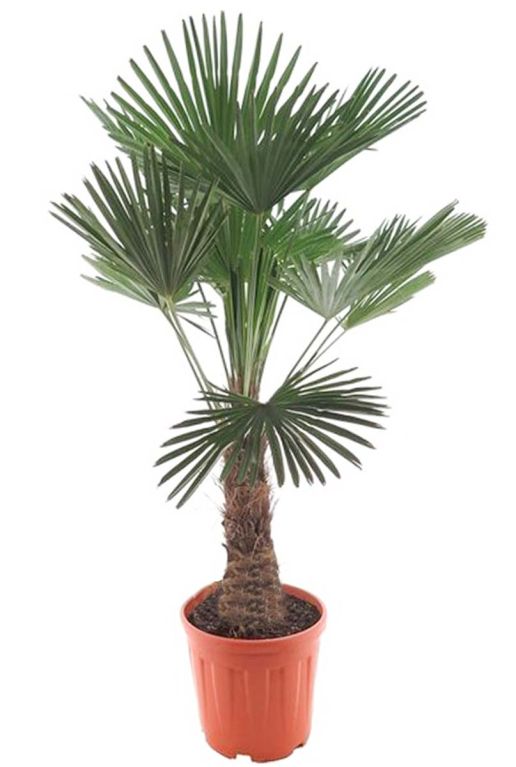 Trachycarpus wagnerianus p35