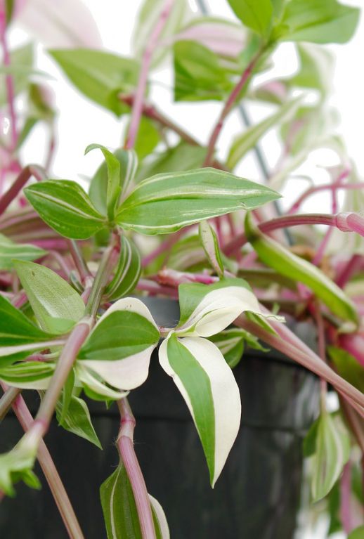 Feuilles de Tradescantia Quadricolor