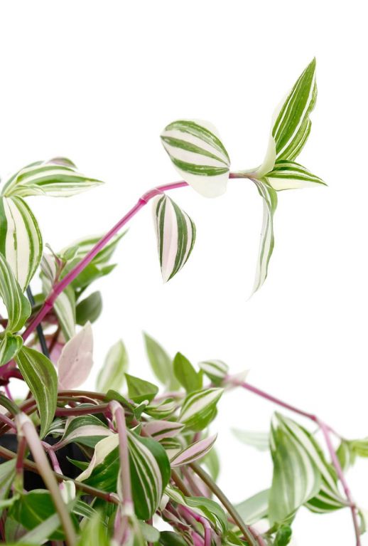 Tradescantia Quadricolor