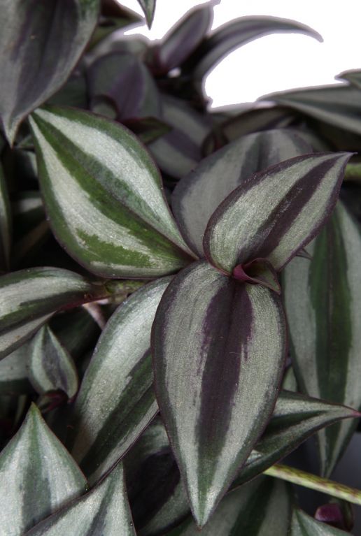 Tradescantia zebrina purpusii blad