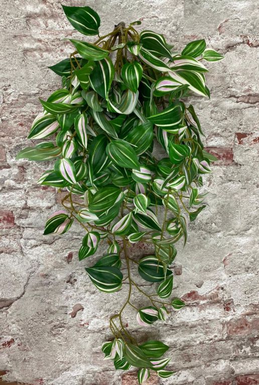 Tradescantia zijdeplant steker