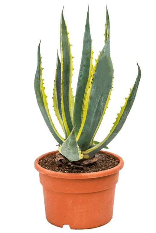 Unieke agave americana kamerplant