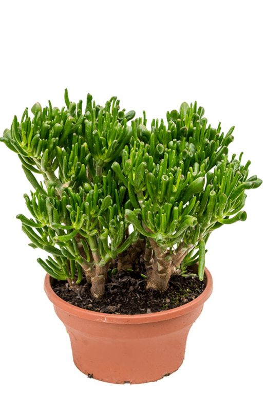 Unieke crassula hobbit